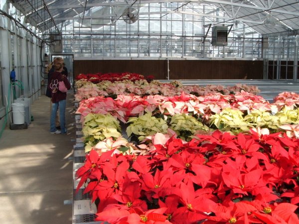 Poinsettias Cultivated in a Greenhouse in the United States (Photograph by Max Wahrhaftig via Wikipedia Commons)